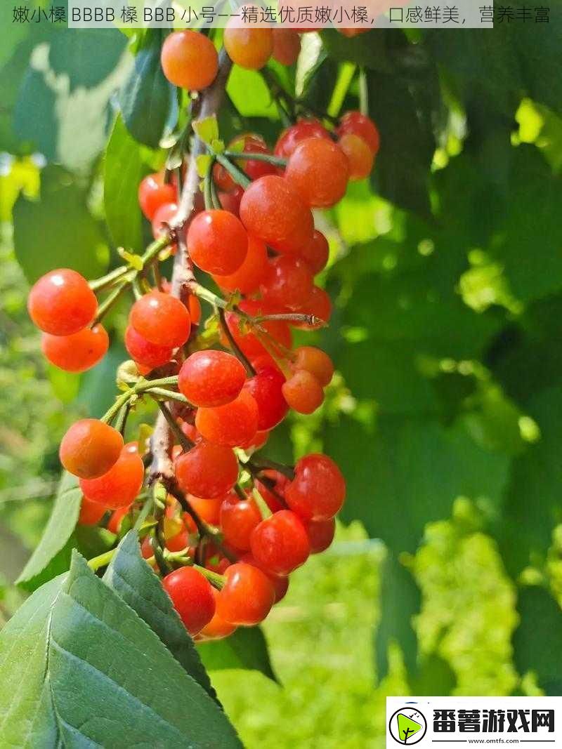 嫩小槡bbbb槡bbb小号——精选优质嫩小槡口感鲜美营养丰富