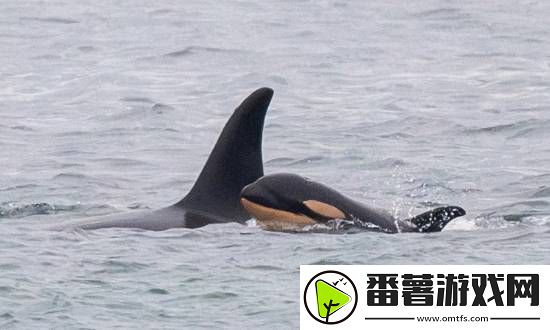 7年前的一幕重现