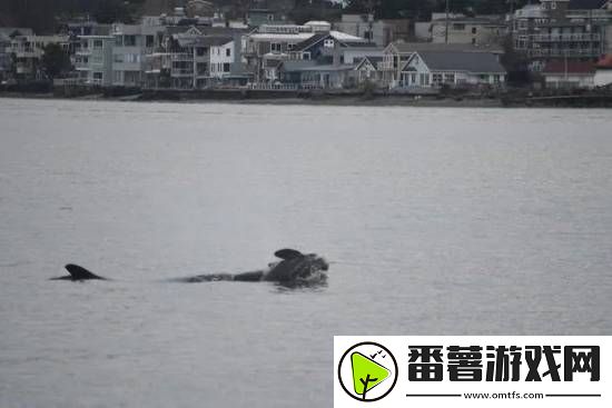 7年前的一幕重现-虎鲸妈妈难舍夭折幼鲸将其背起