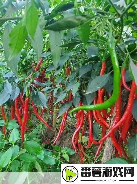 午煮香蕉小辣椒正式推出高清版-午煮香蕉小辣椒高清版带你体验别样美味