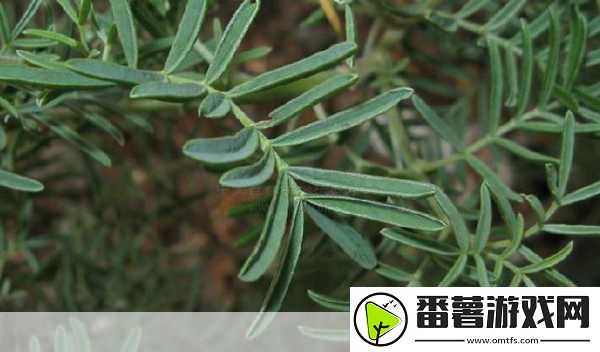 麻豆精产国品一二三产区区别大吗