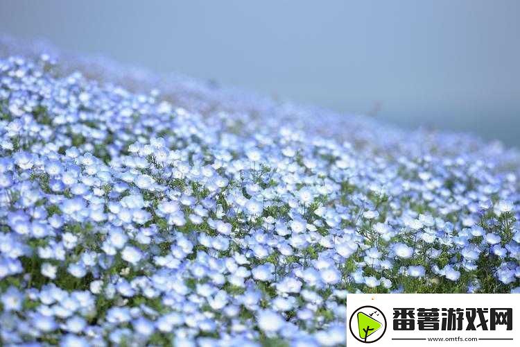 俄罗斯学院满天星：独特的存在