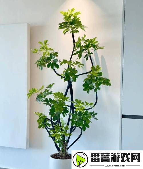 扦插bb有什么好处视频,网友