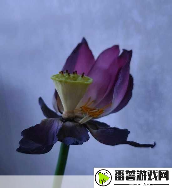 女性半夜莲花开的意思