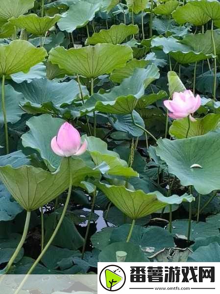 女性半夜莲花开的意思