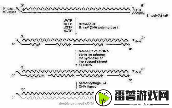 rna与cdna杂交rna与cdna杂交技术在基因研究中的应用