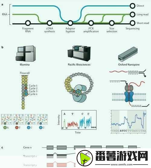 rna与cdna杂交rna与cdna杂交技术在基因研究中的应用