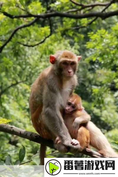 二人生猴子免费观看