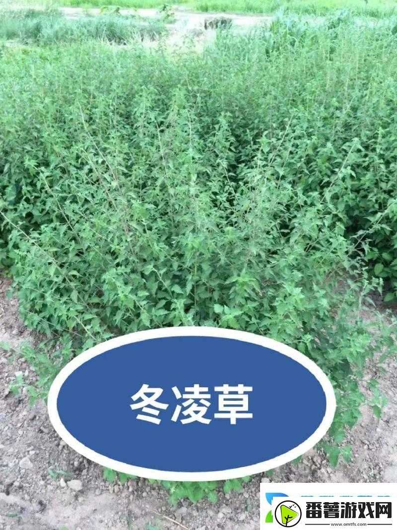 一号嫩叶草和二号嫩叶草的区别