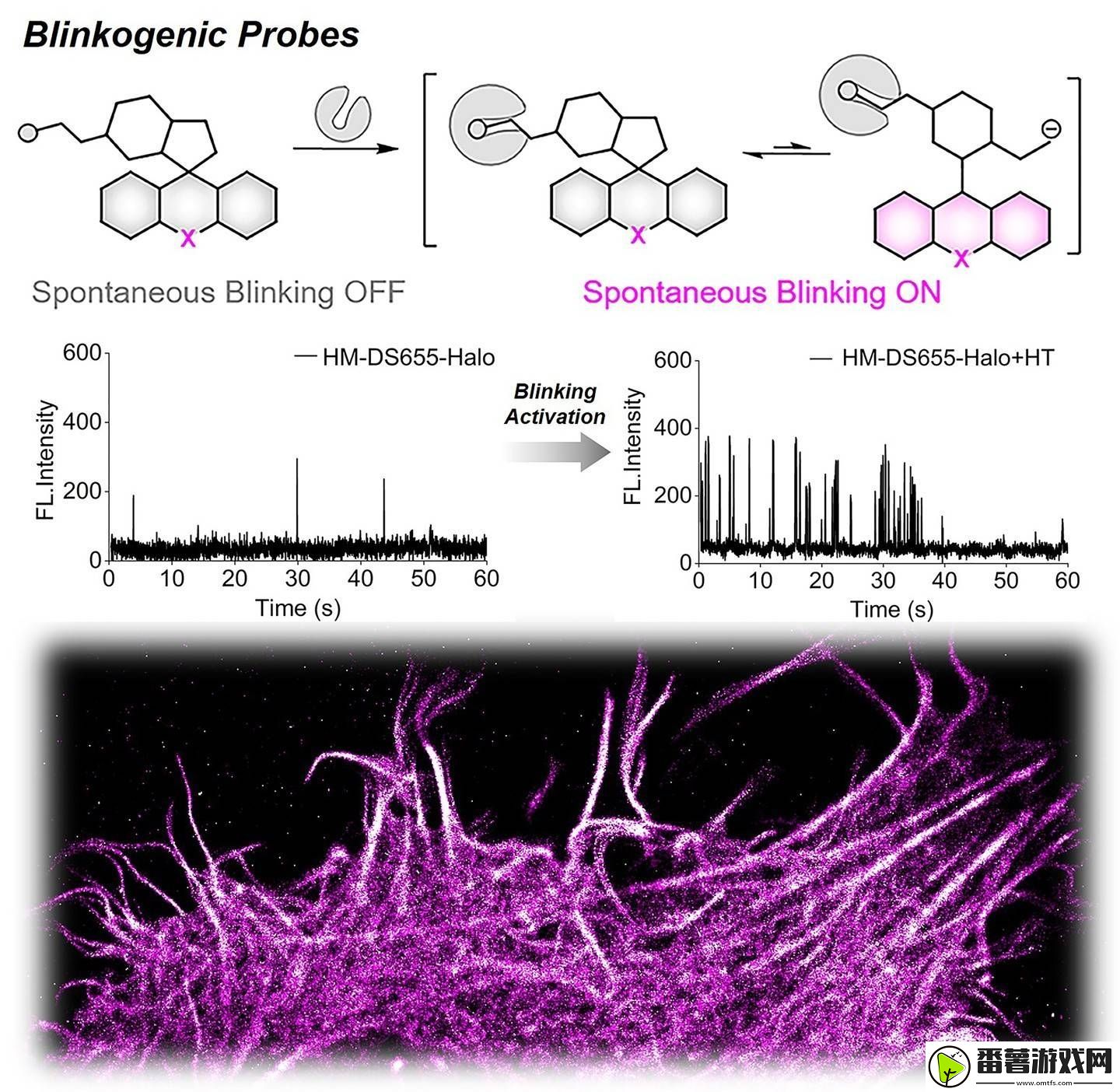 中国科学家突破！活细胞内“靶控自闪烁”荧光探针实现超分辨成像