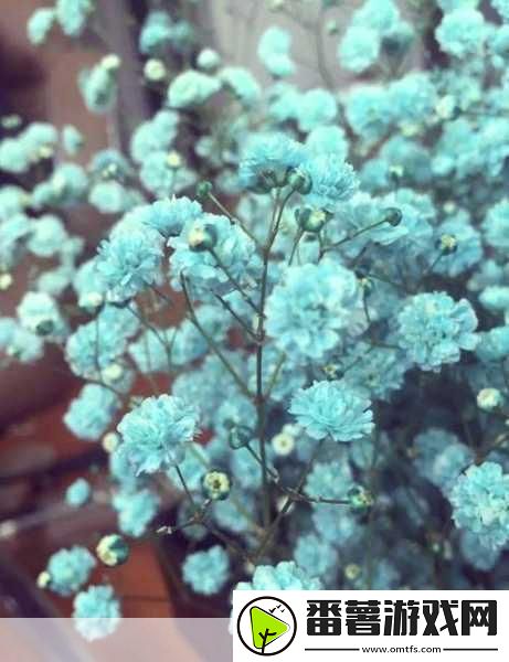 满天星a级意大利