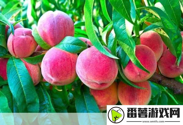 奇异｜水蜜桃香蕉含羞草：1.-奇异水果的魅力：水蜜桃与香蕉的奇幻结合