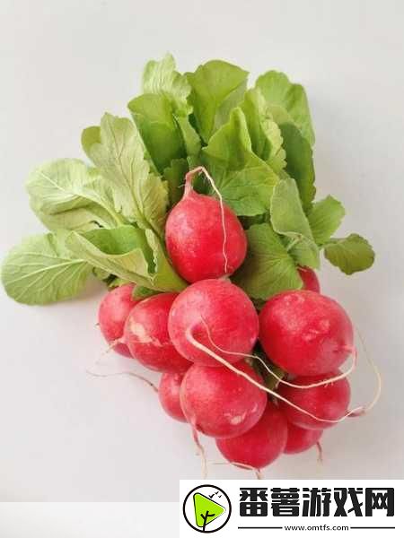 免费观看萝卜大全电视剧