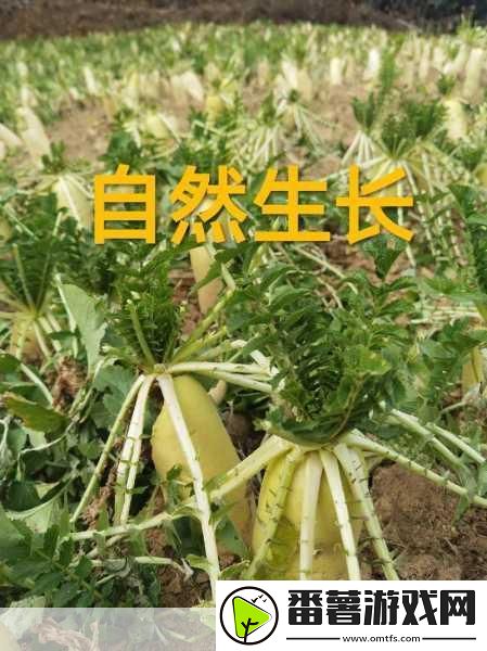 免费观看萝卜大全电视剧：1.-萝卜大全：追寻心灵的蔬菜之旅