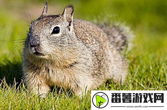 你敢信吗：加州松鼠正在以“令人震惊”的方式进化-开始捕食田鼠