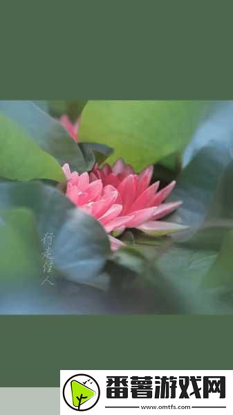 女性半夜莲花开的意思：1.-夜深人静时-女性之花悄然绽放