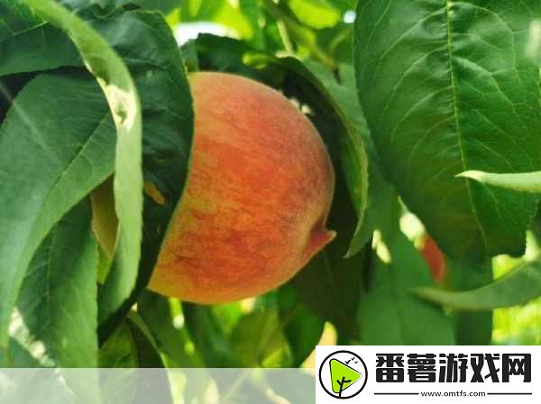 熟透的水蜜桃非常甜改为比喻句：1.-熟透的水蜜桃-甜如初恋的悸动