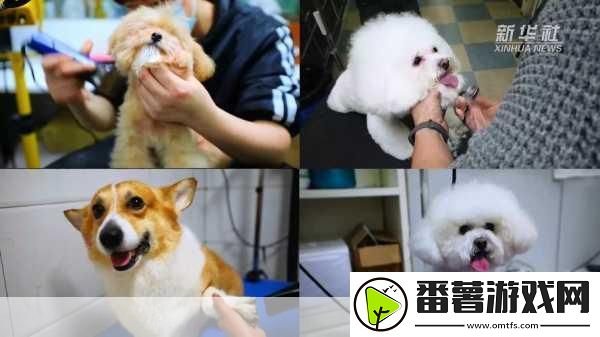 篝火猫咪咖啡馆