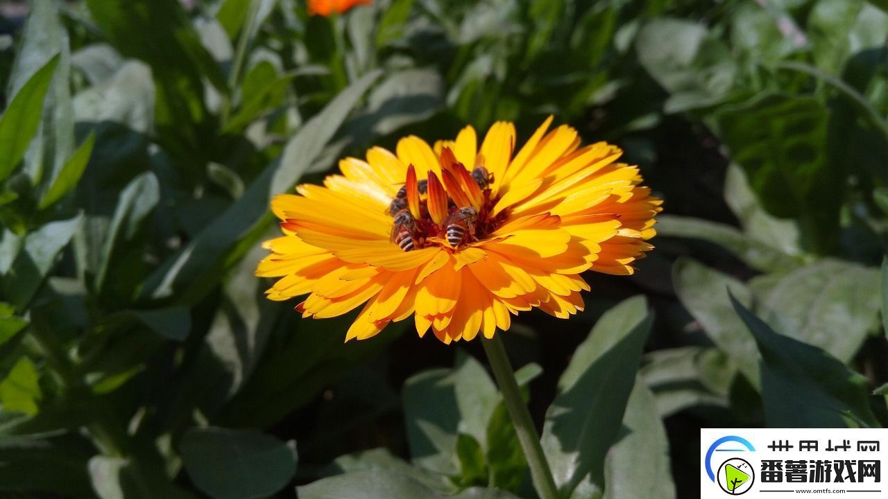 啊啊啊啊好湿啊啊啊:-湿润气候下的植物生长秘诀