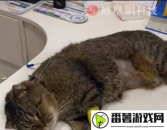 你怎么看：花20万给17岁老年猫做肾移植-你认为值得吗